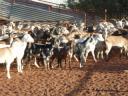spotty-goats1.jpg