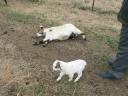 a-fainted-goat1.jpg
