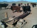 cattle-waiting-for-water1.jpg