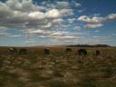 mongolian-horses1.jpg